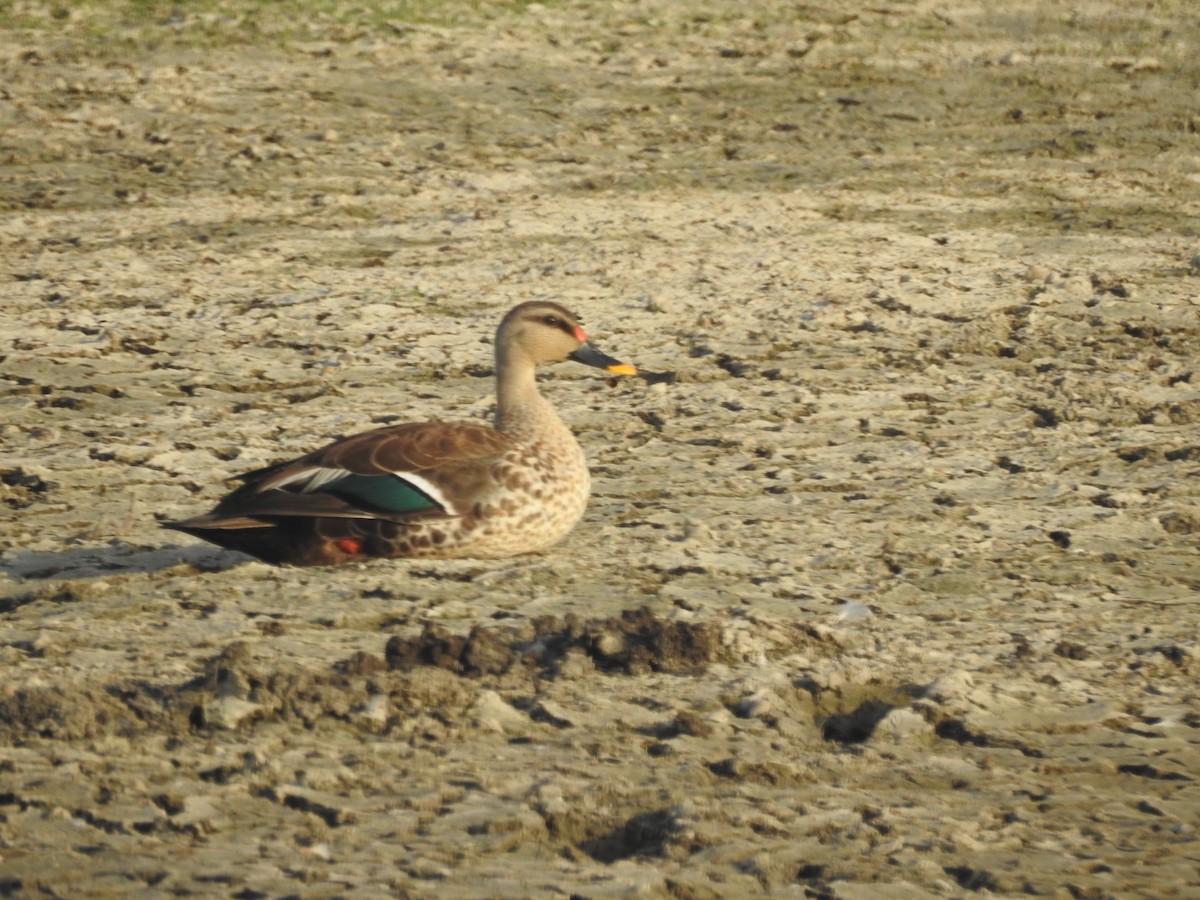 Indian Spot-billed Duck - ML620018786