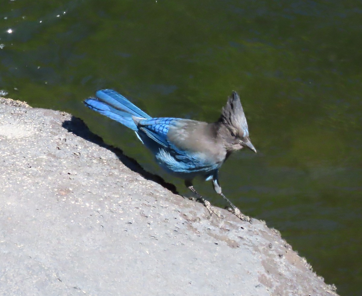 Steller's Jay - Anonymous