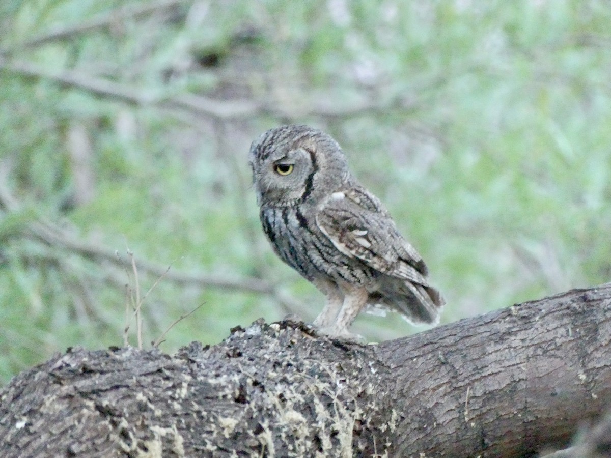 Western Screech-Owl - ML620018823
