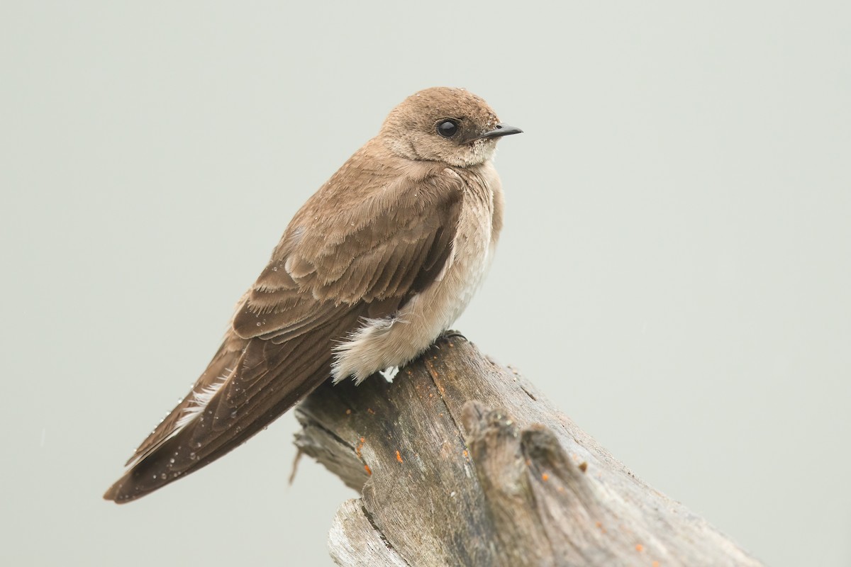 Northern Rough-winged Swallow - ML620018825