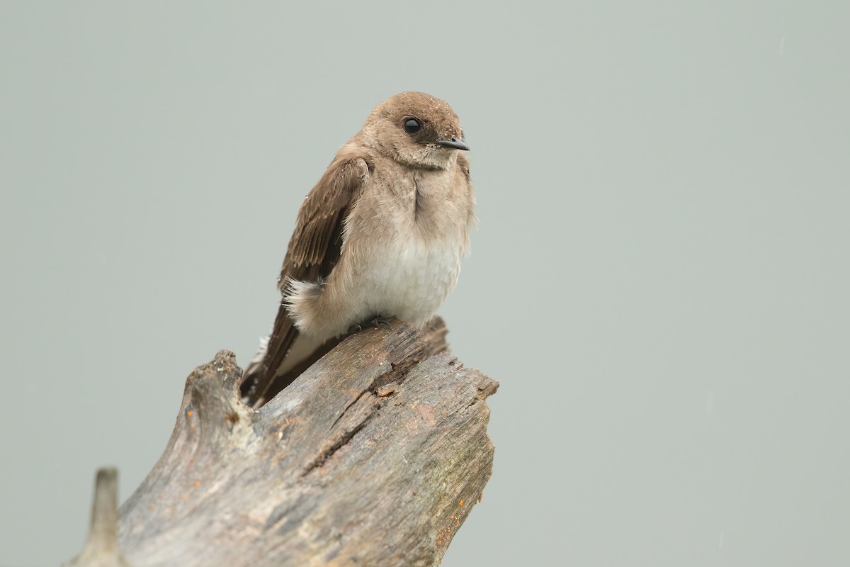 Northern Rough-winged Swallow - ML620018826
