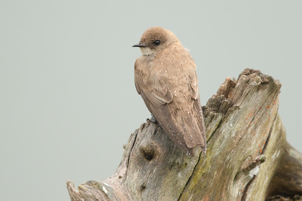 Northern Rough-winged Swallow - ML620018827