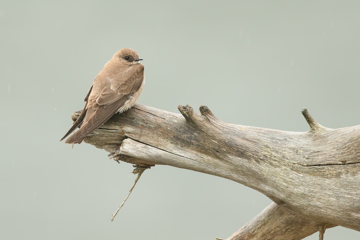 Northern Rough-winged Swallow - ML620018828