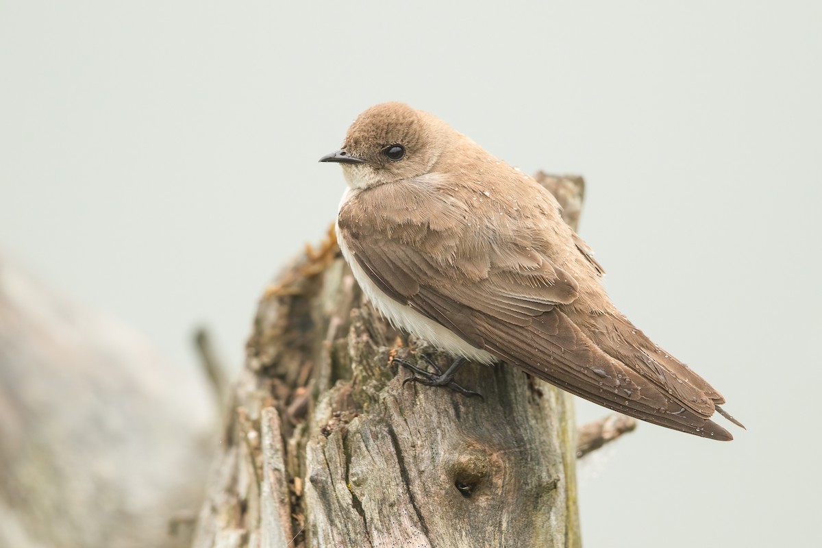 Northern Rough-winged Swallow - ML620018829