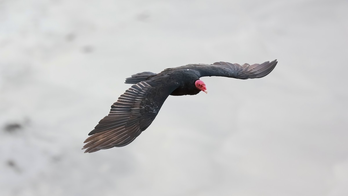 Turkey Vulture - ML620018834
