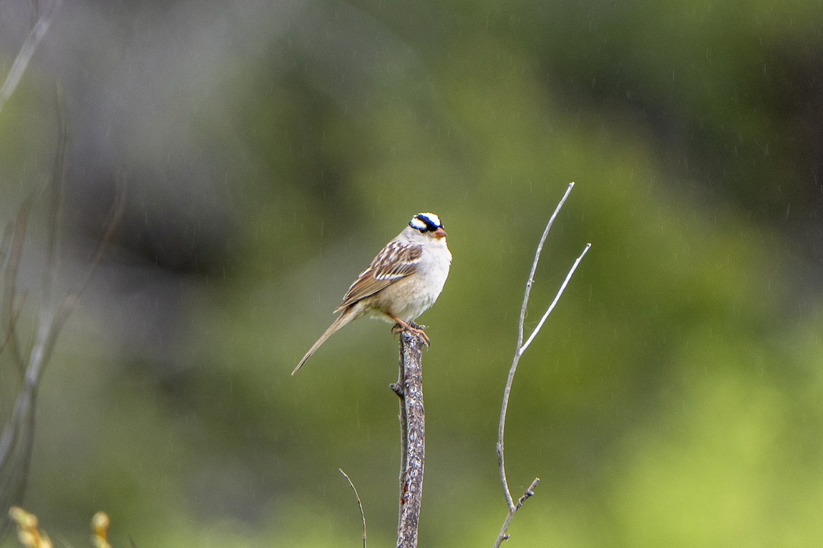 White-crowned Sparrow - ML620018845