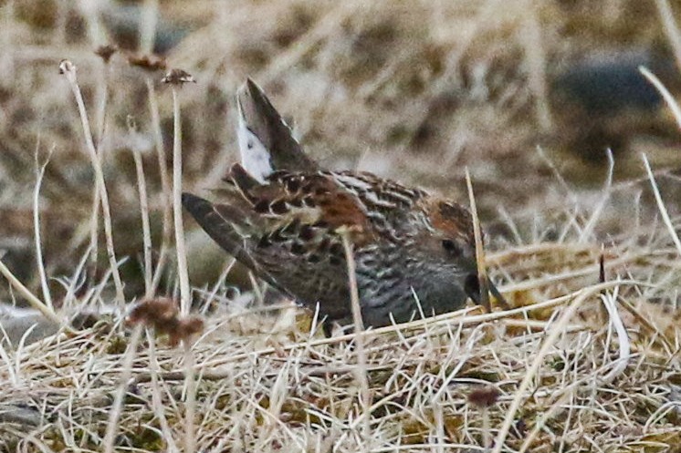 Western Sandpiper - ML620018847