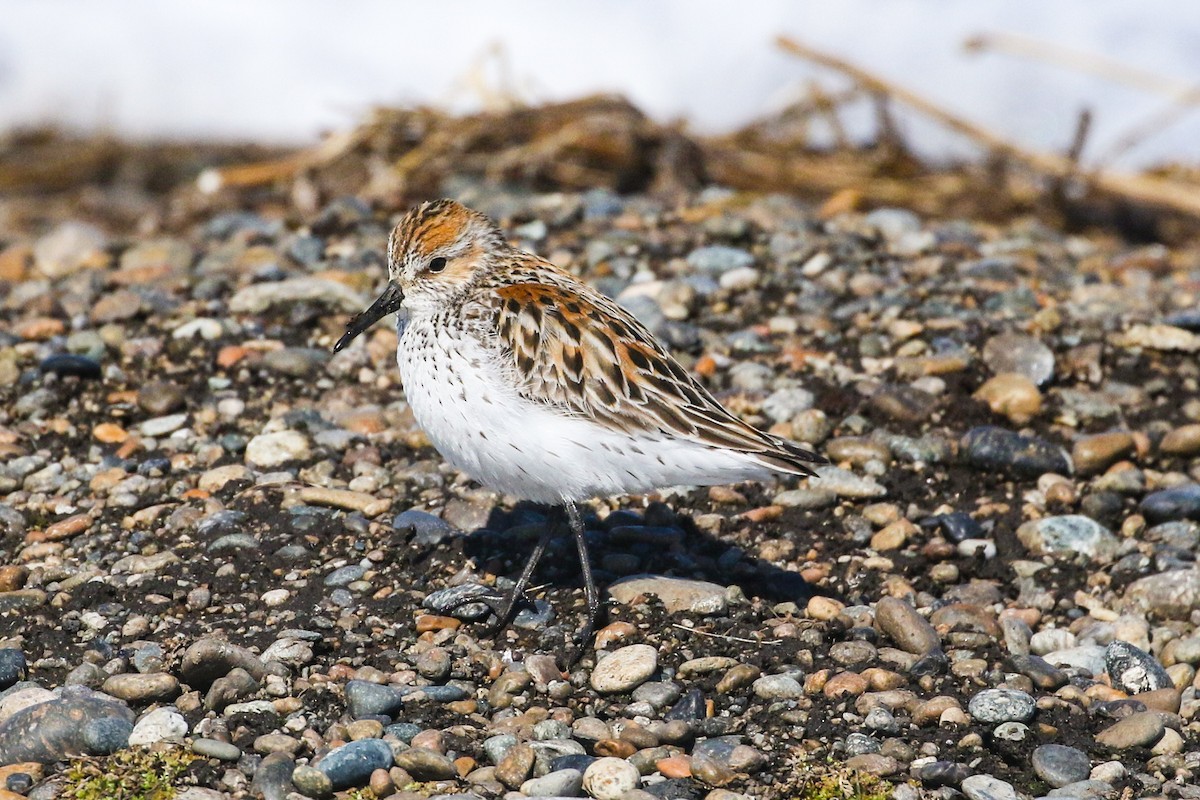 Western Sandpiper - ML620018848