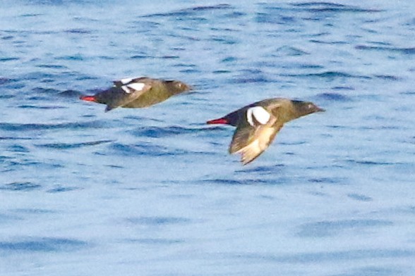 Pigeon Guillemot - ML620018864