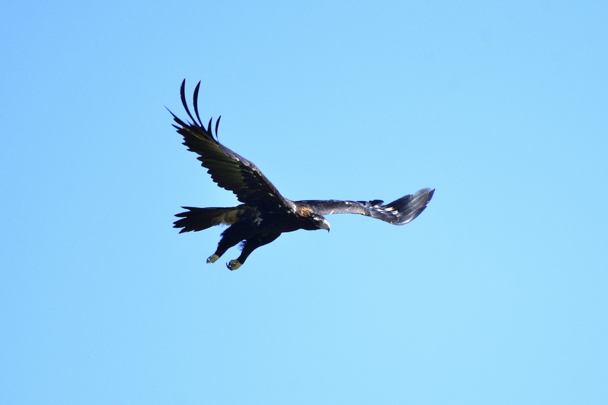 Wedge-tailed Eagle - ML620018866