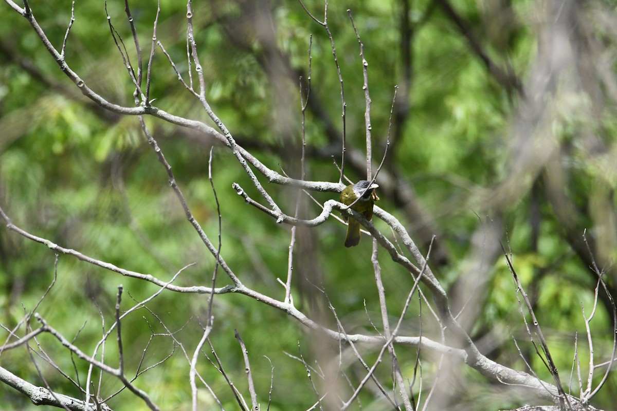 Bulbul Collarejo - ML620018871