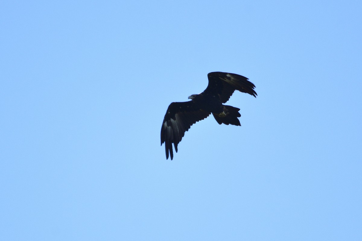 Wedge-tailed Eagle - ML620018873