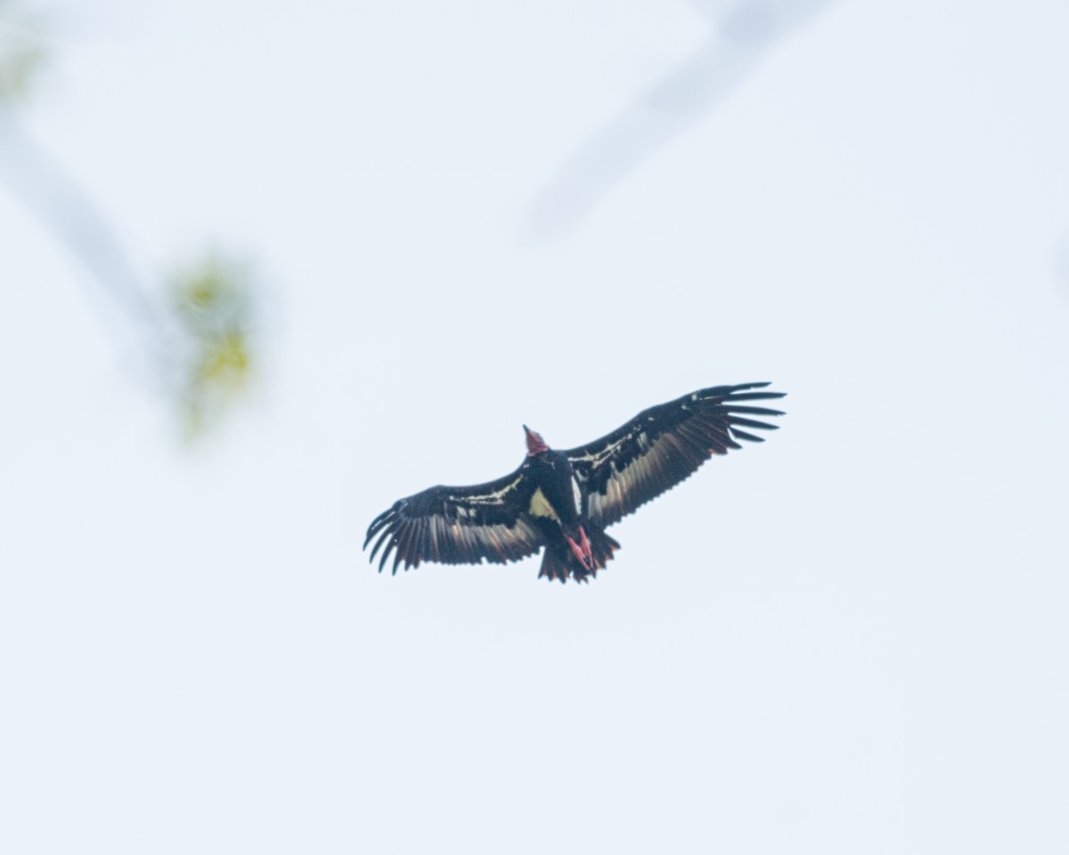 Red-headed Vulture - ML620018874