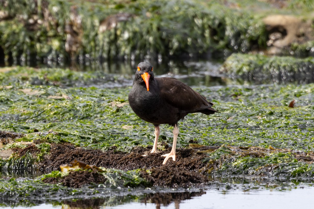 Black Oystercatcher - Roger Kohn