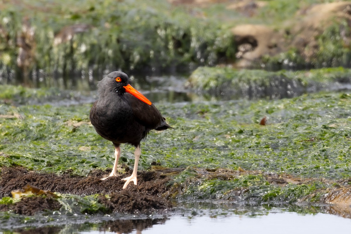 Black Oystercatcher - ML620018876