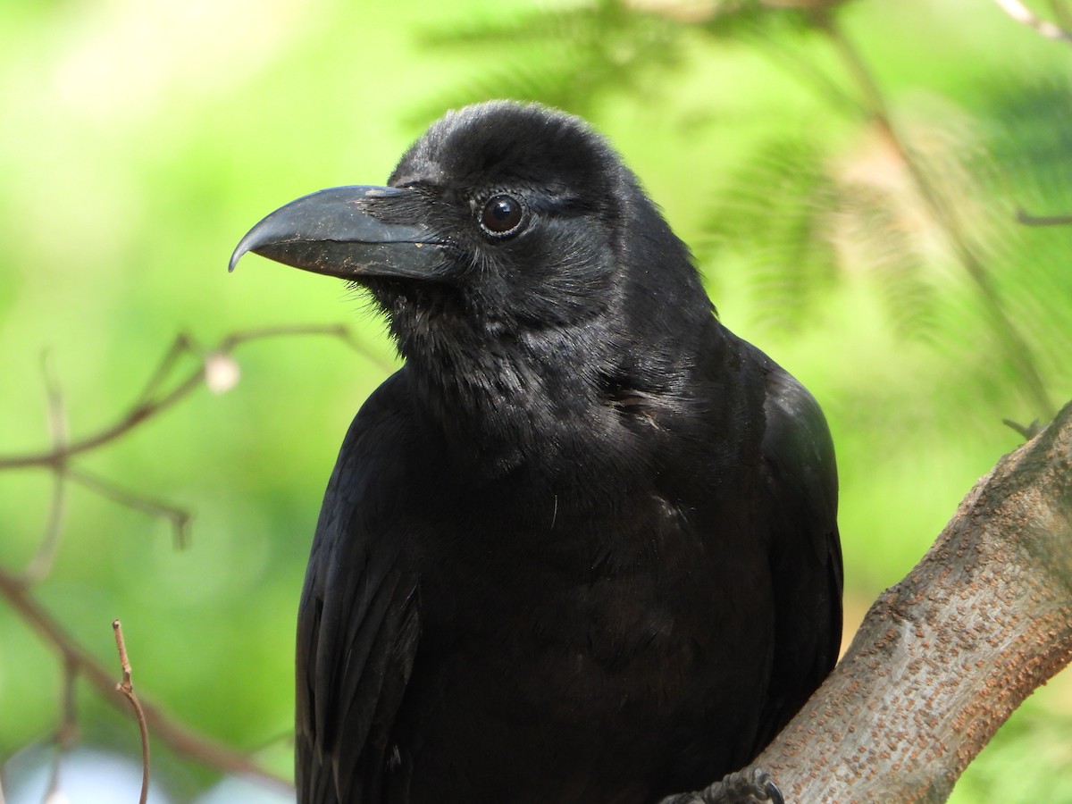 Large-billed Crow - ML620018881