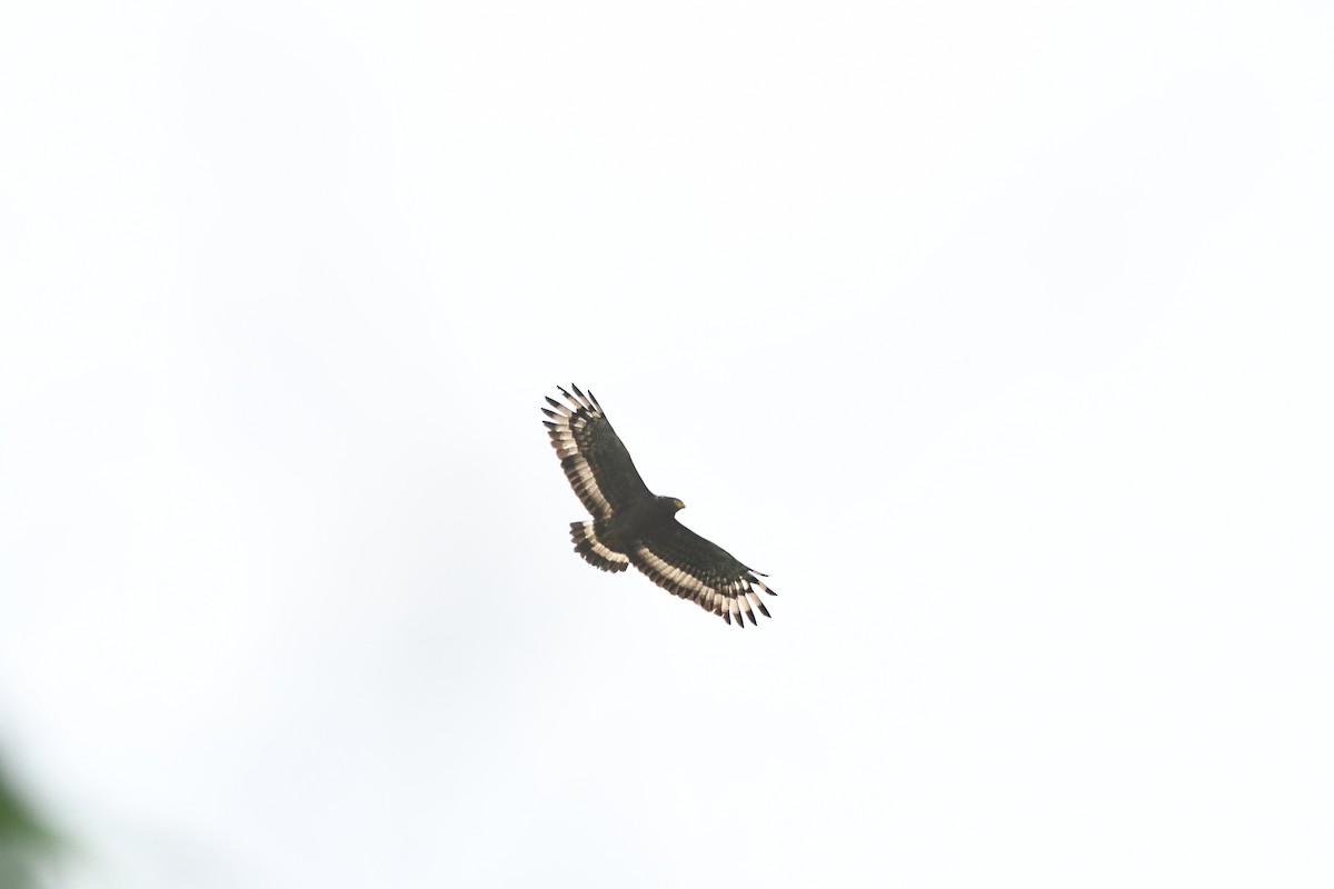 Crested Serpent-Eagle - ML620018882