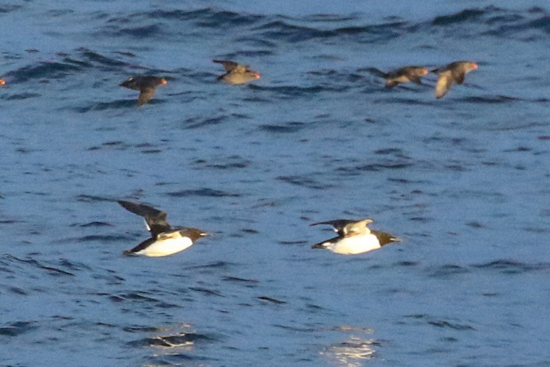 Thick-billed Murre - ML620018886