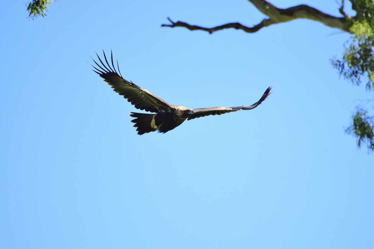 Wedge-tailed Eagle - ML620018897