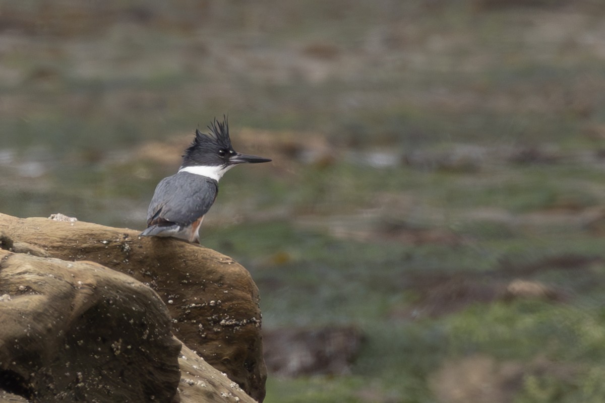 Belted Kingfisher - ML620018905