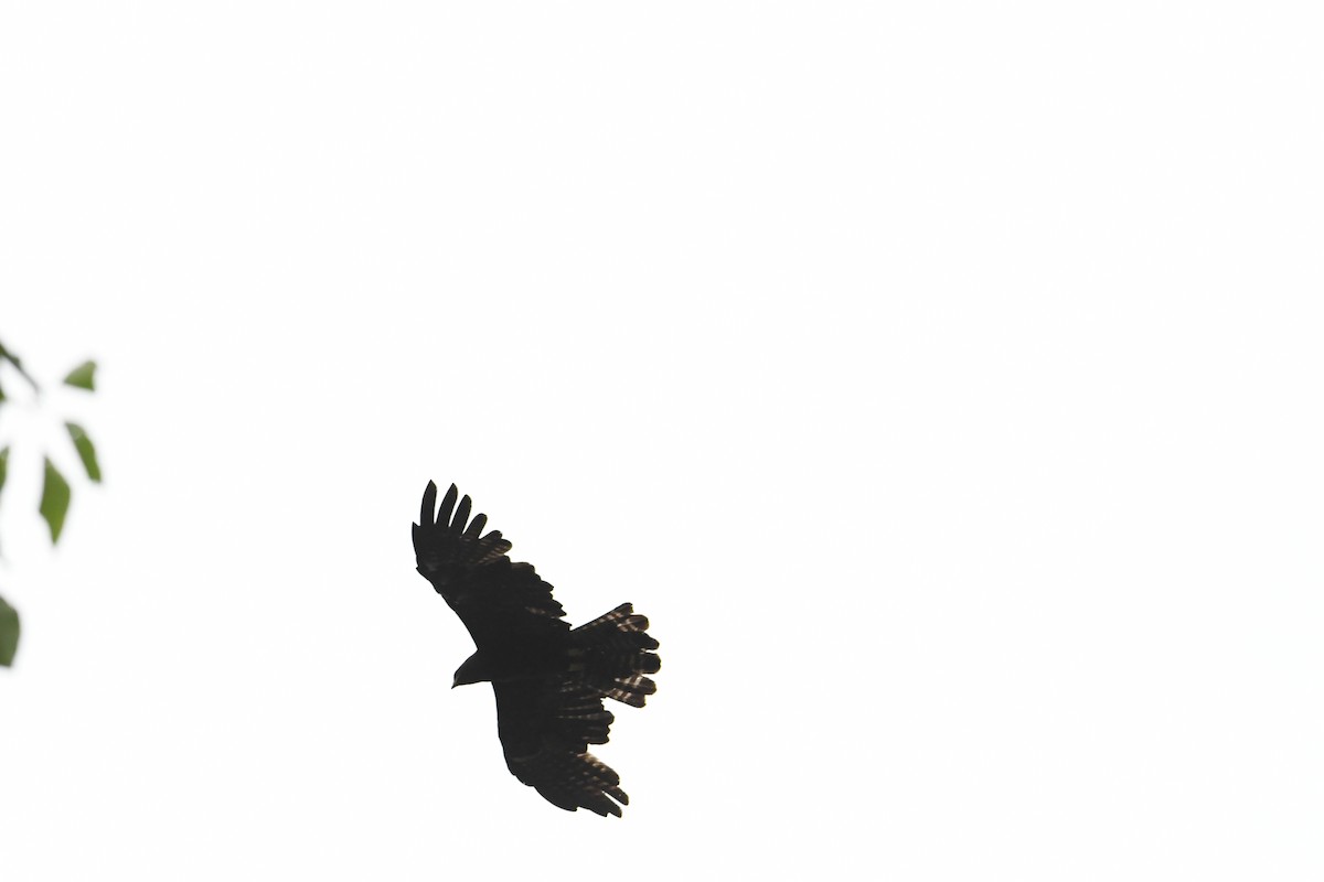 Black Eagle - ML620018919