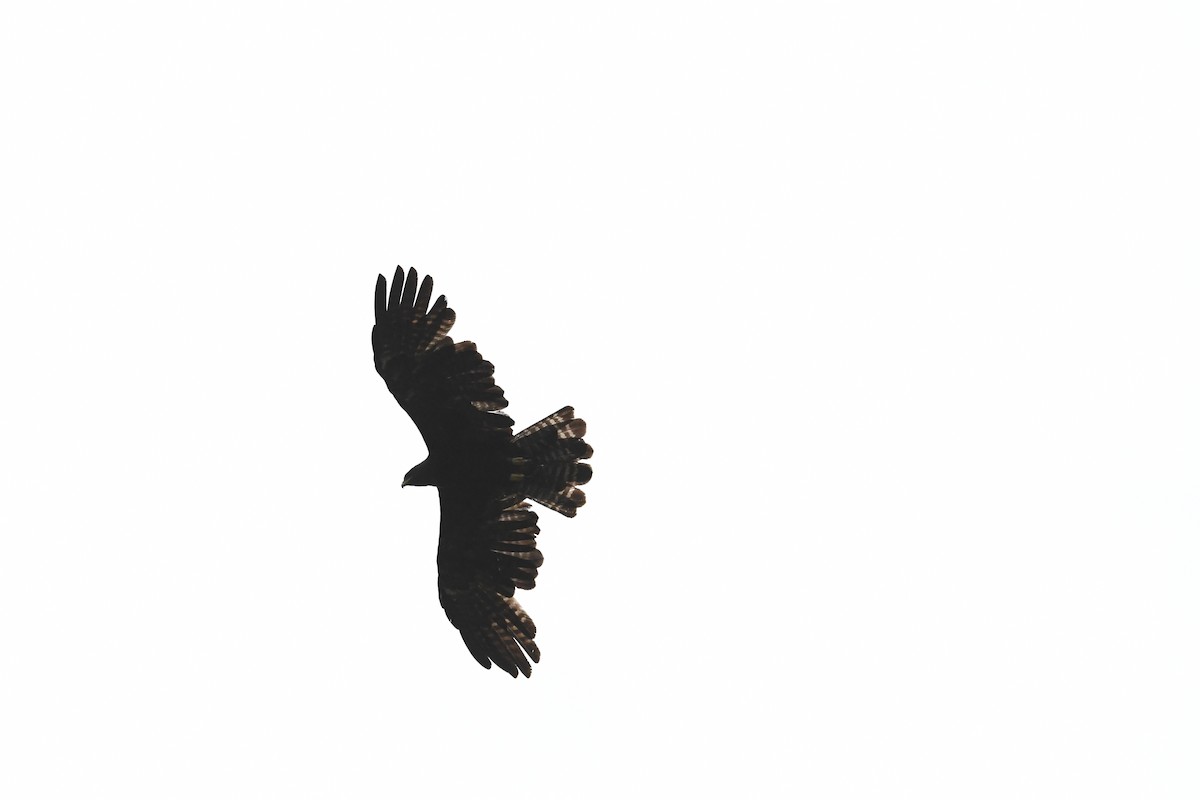 Black Eagle - ML620018920