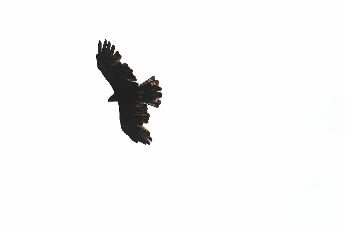 Black Eagle - ML620018921