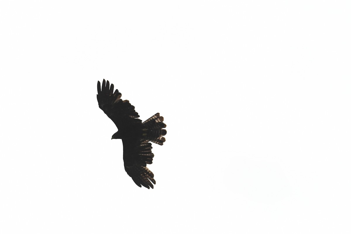 Black Eagle - ML620018922
