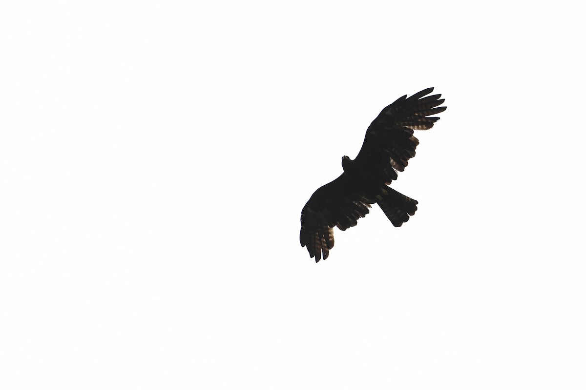Black Eagle - ML620018923