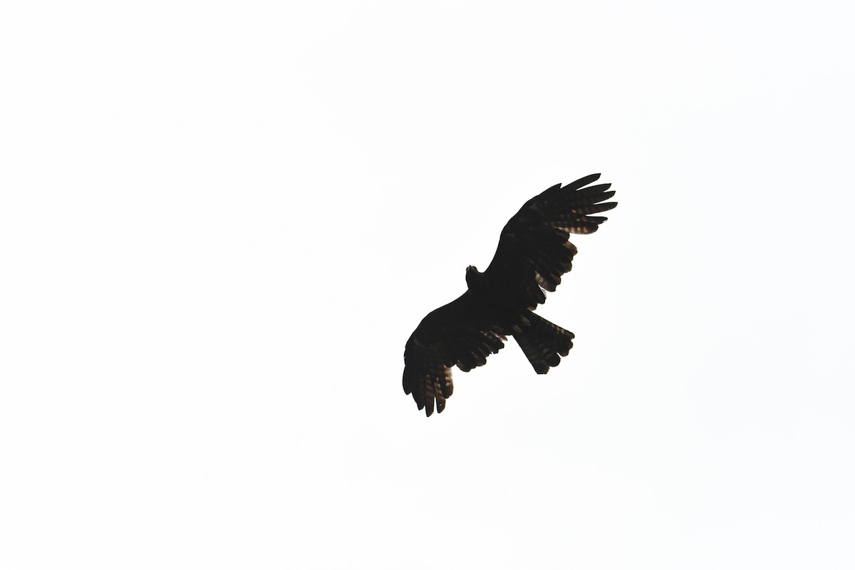 Black Eagle - ML620018924