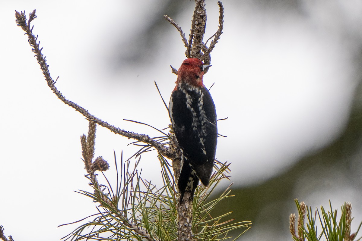 Red-breasted Sapsucker - ML620018930