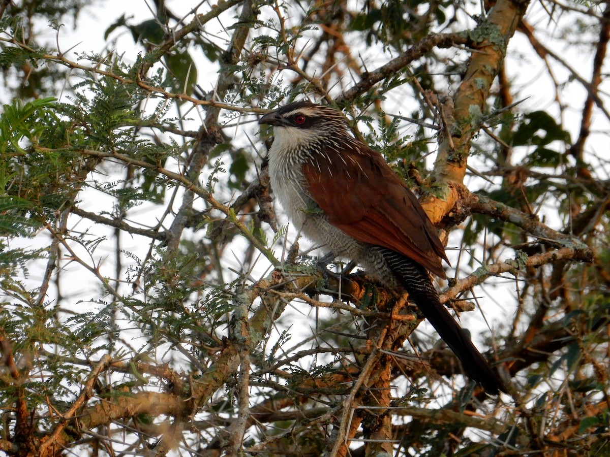 White-browed Coucal (White-browed) - ML620018931