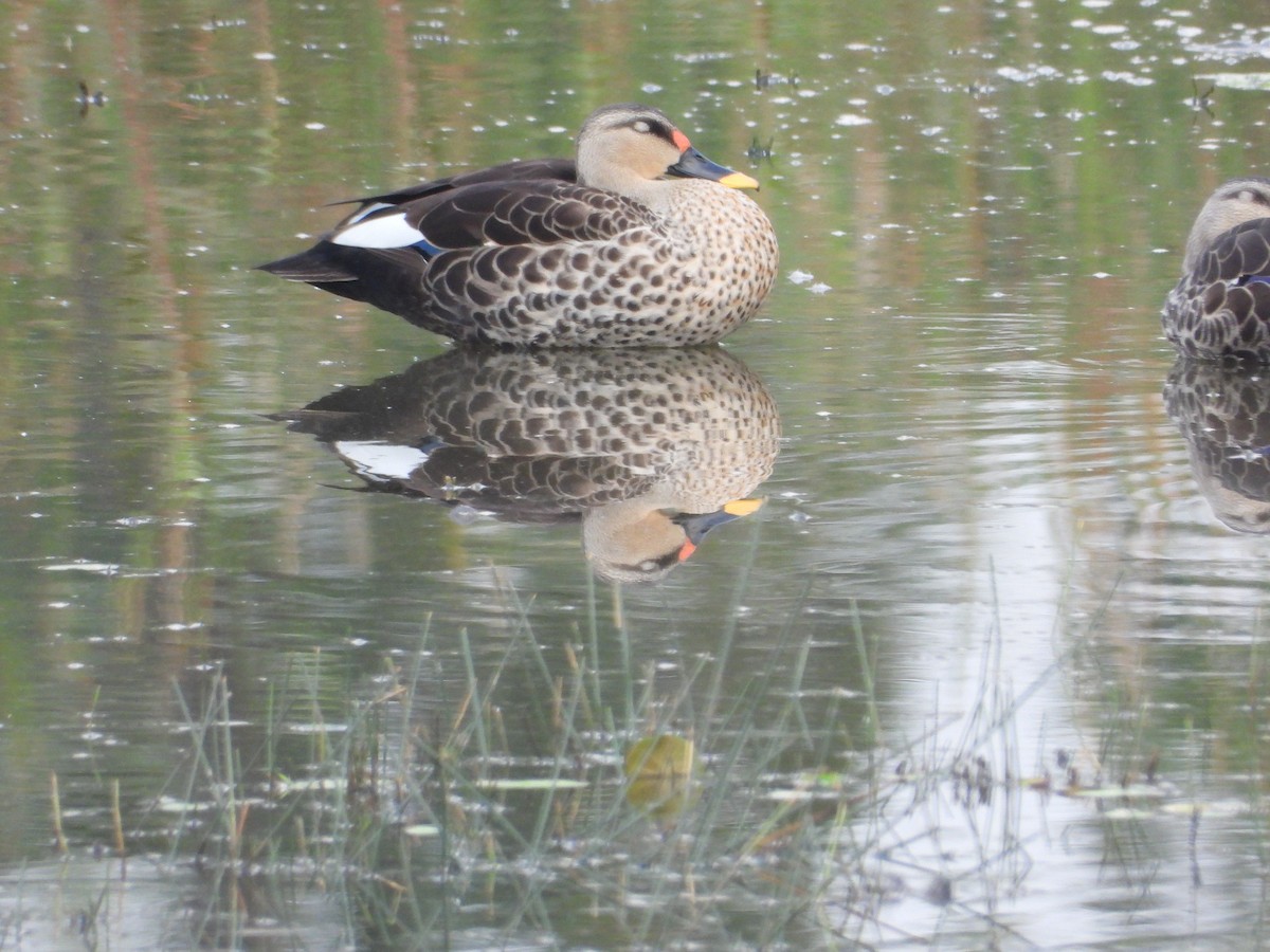 Indian Spot-billed Duck - ML620018935