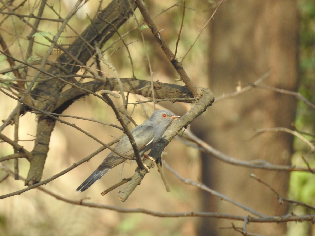 Gray-bellied Cuckoo - ML620018937