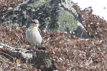 Northern Wheatear - ML620018941