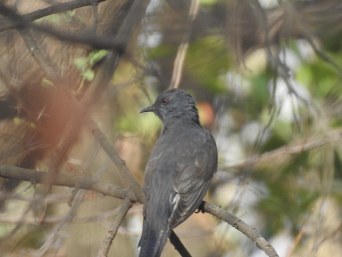 Gray-bellied Cuckoo - ML620018943