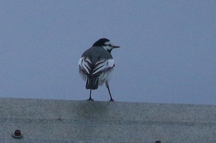 White Wagtail (Black-backed) - ML620018948
