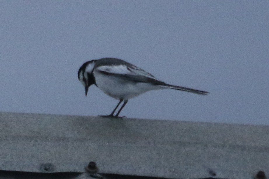 White Wagtail (Black-backed) - ML620018949
