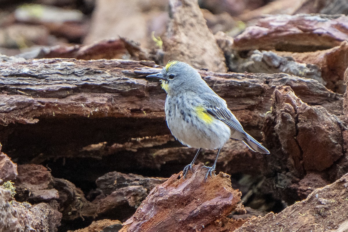 Yellow-rumped Warbler (Audubon's) - ML620018953