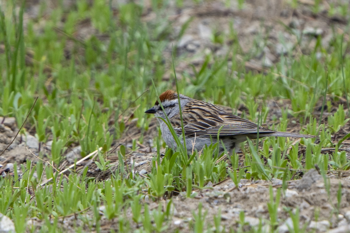 Chipping Sparrow - ML620018955