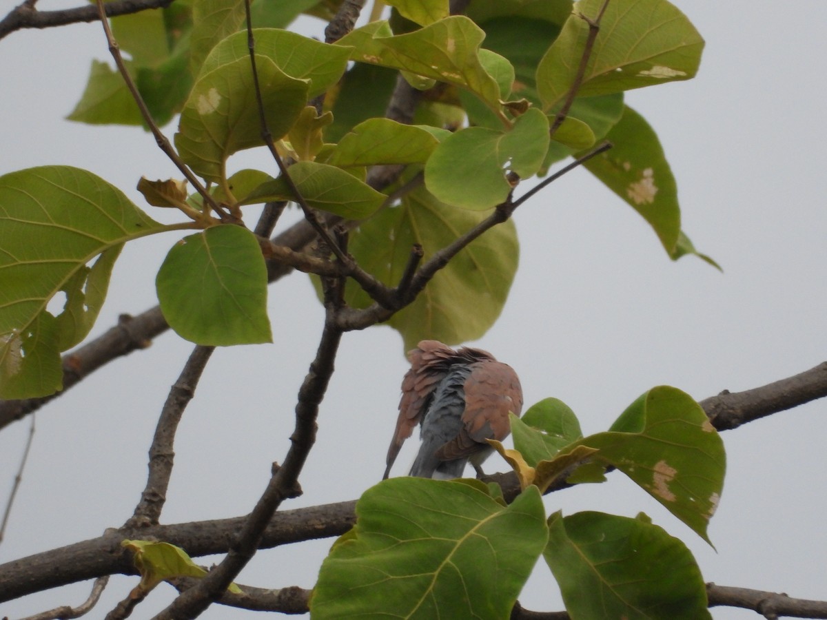 Red Collared-Dove - ML620018979
