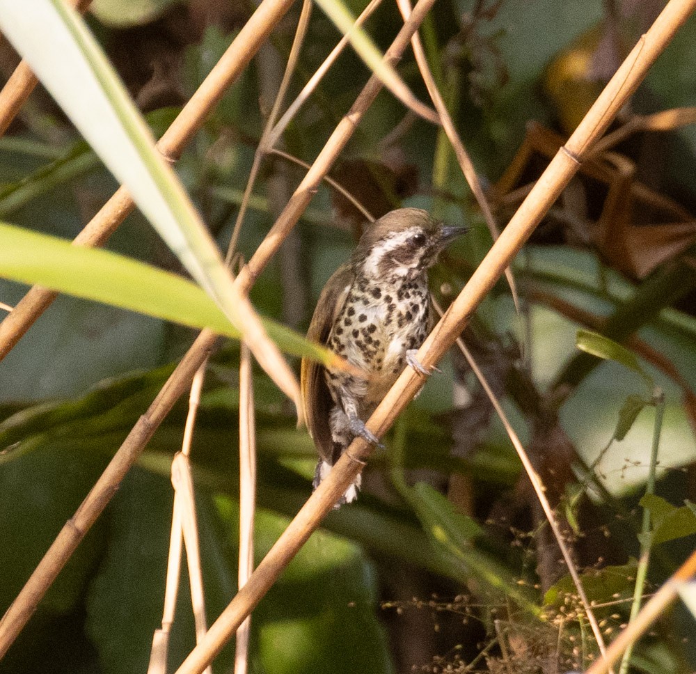 Speckled Piculet - Lindy Fung