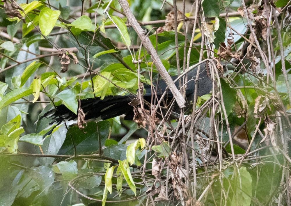 Green-billed Malkoha - ML620018998