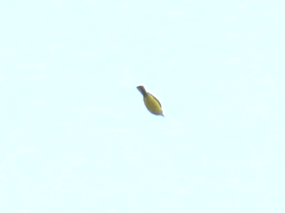Берингийская жёлтая трясогузка - ML620019006