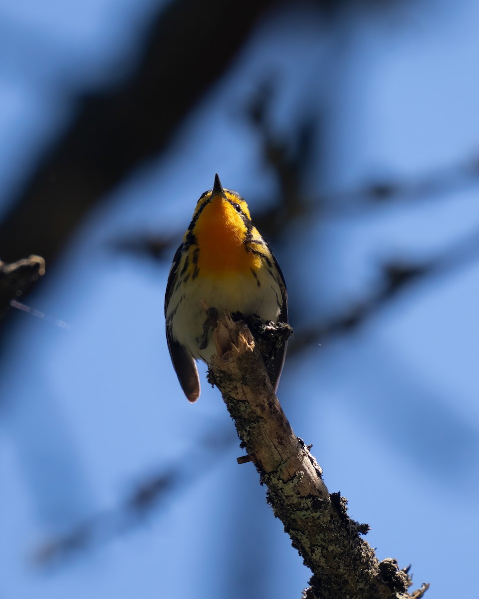 Blackburnian Warbler - ML620019019