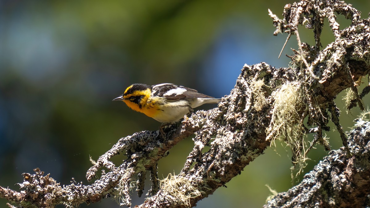 Blackburnian Warbler - ML620019021