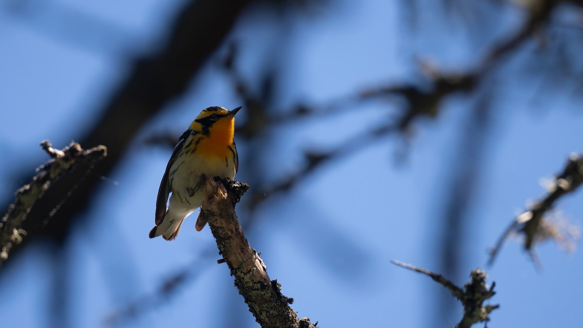 Blackburnian Warbler - ML620019024