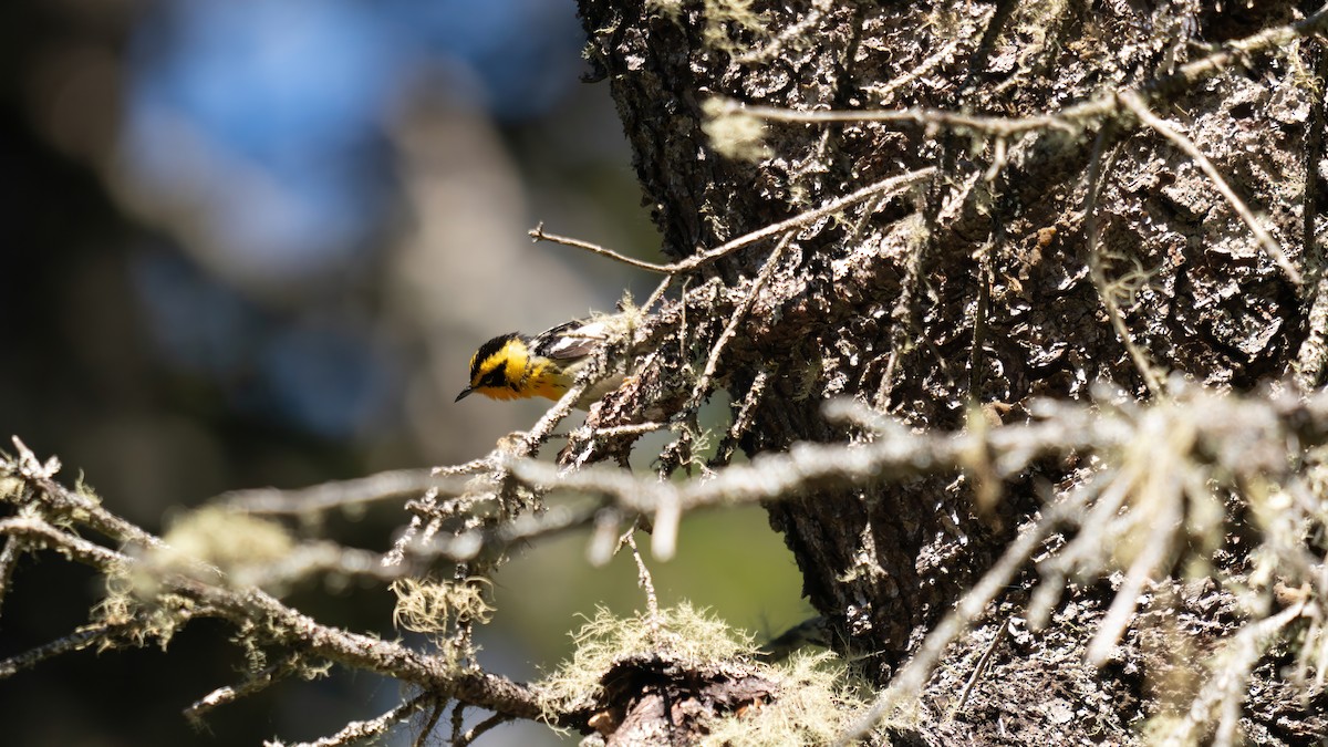 Blackburnian Warbler - ML620019025