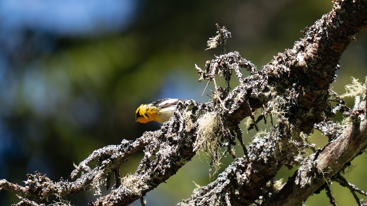 Blackburnian Warbler - ML620019026