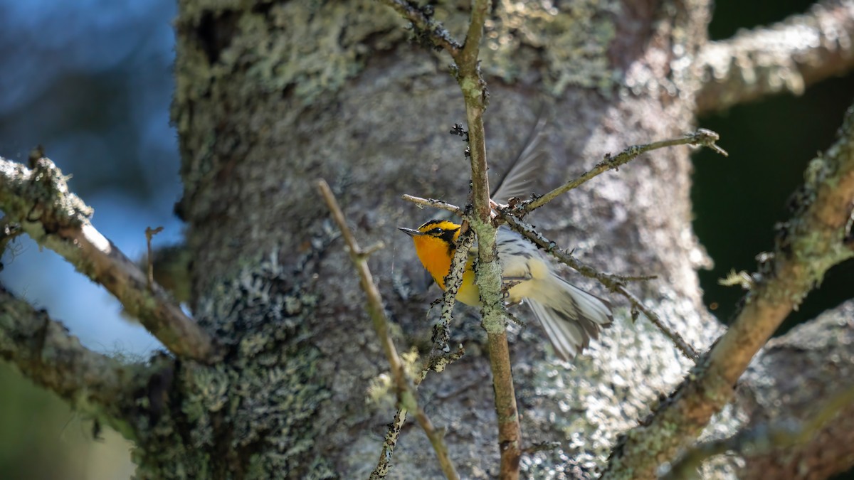 Blackburnian Warbler - ML620019028